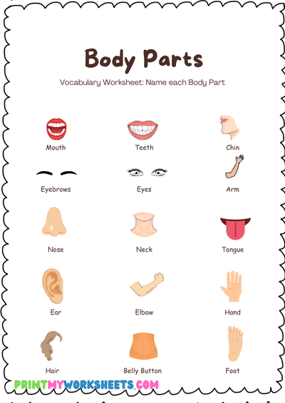 Learn Body Parts Science Worksheet for Kids | Free Downloadable PDF Kindergarten